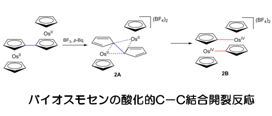 バイオスモセンの酸化的C－C結合開裂反応